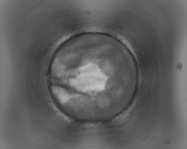 X0000090720625200708031501