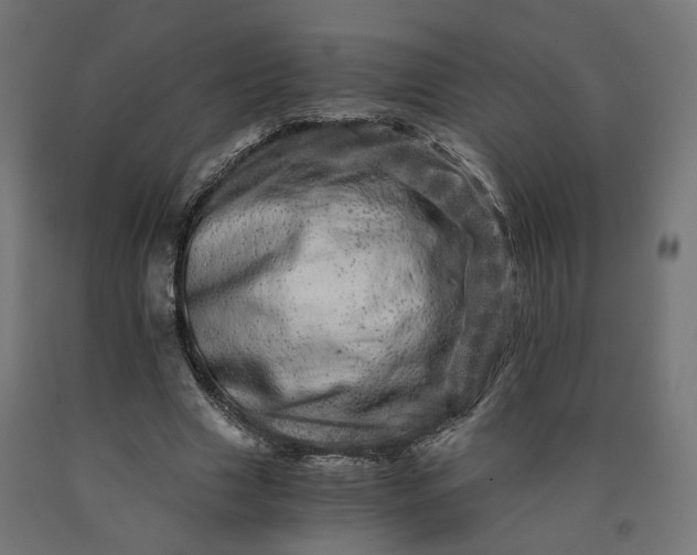 X0000090720633200708031501