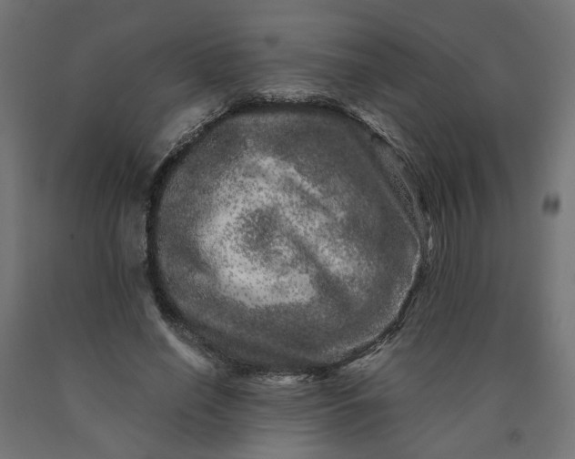 X0000090720638200708031501