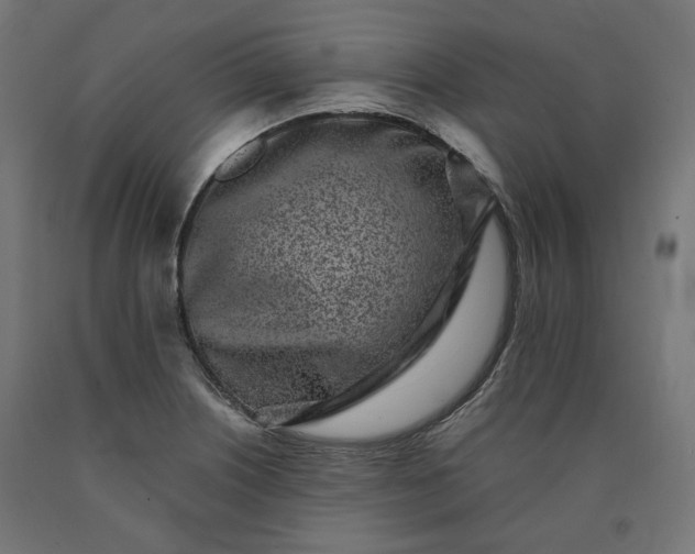 X0000090721226200708031453