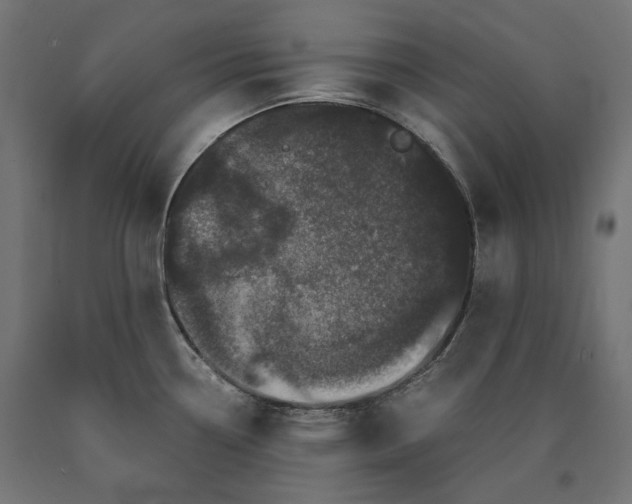 X0000090721338200708031452
