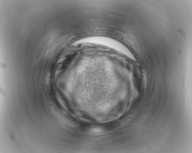 X0000090720263200708101559