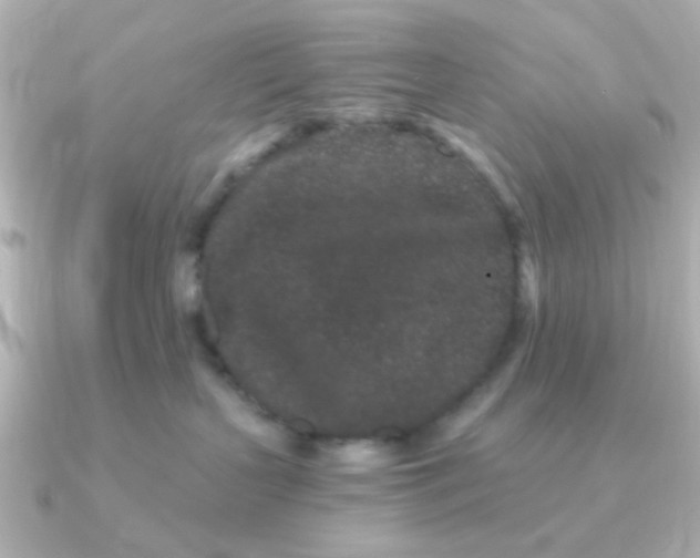 X0000090720383200708101558