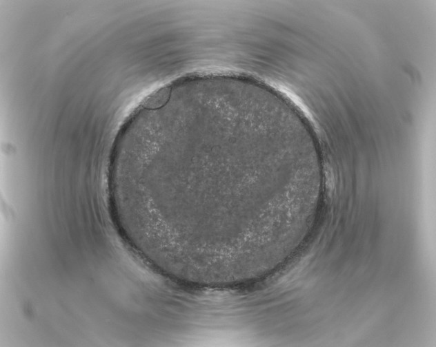 X0000090720487200708101556