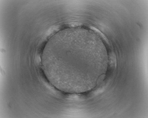 X0000090720523200708101556