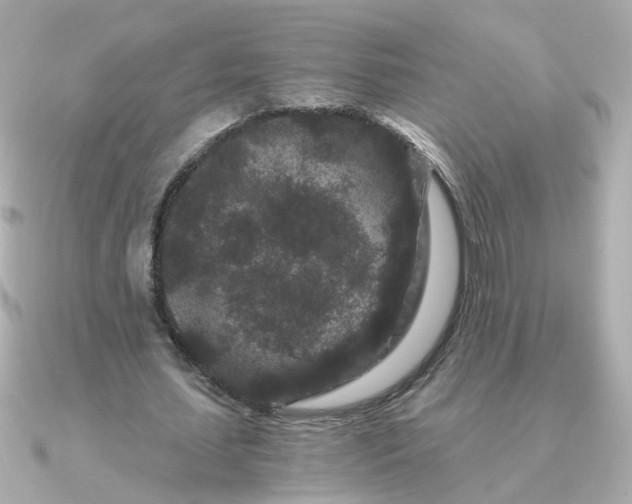 X0000090720627200708101554