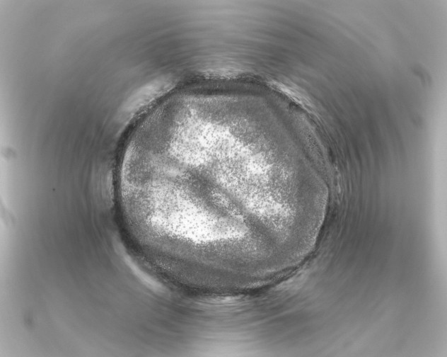 X0000090720638200708101554