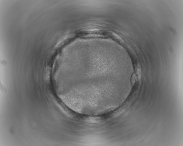 X0000090720664200708101554