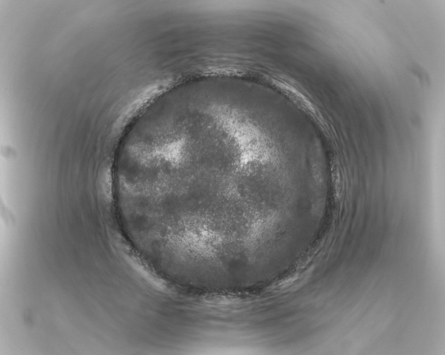 X0000090720729200708101553