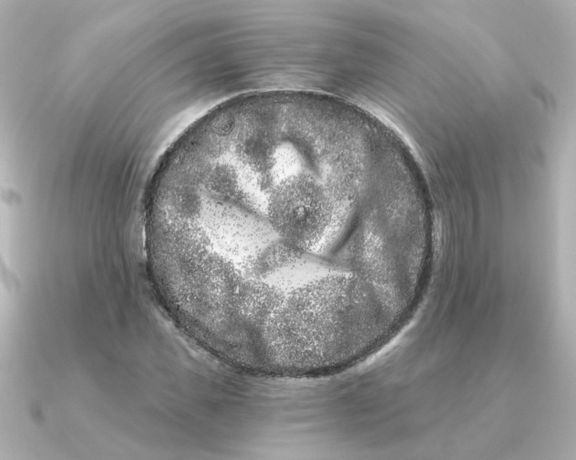 X0000090720925200708101550