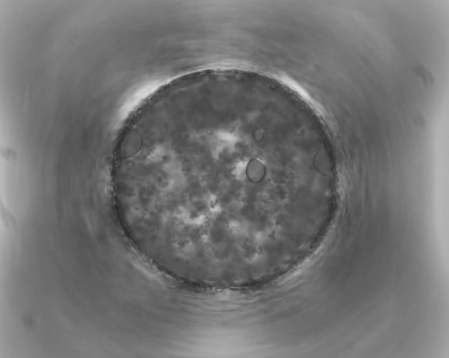 X0000090721263200708101546