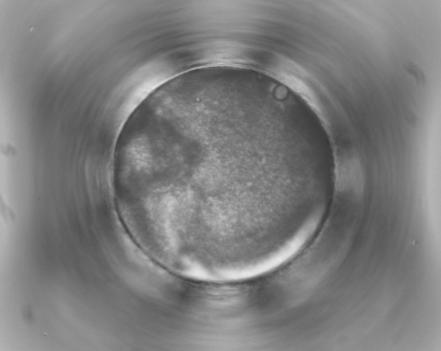 X0000090721338200708101545