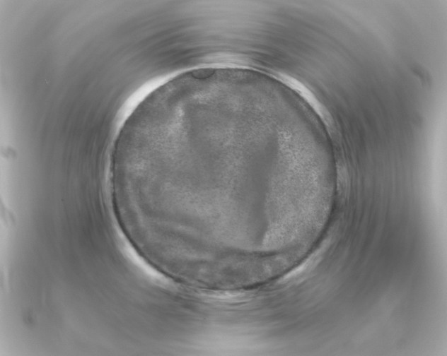 X0000090721387200708101544