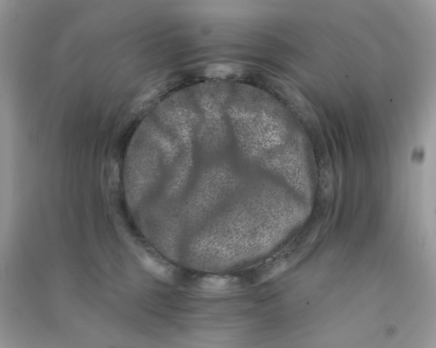 X0000090720375200708171931