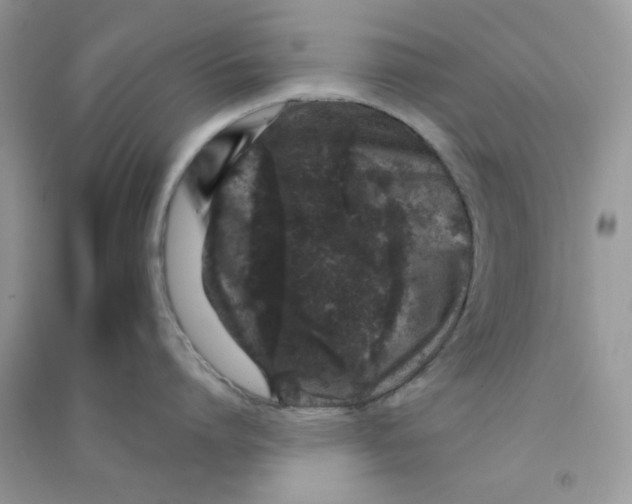 X0000090720864200708171925