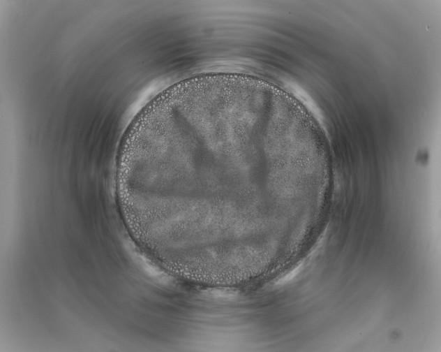 X0000090720994200708171922