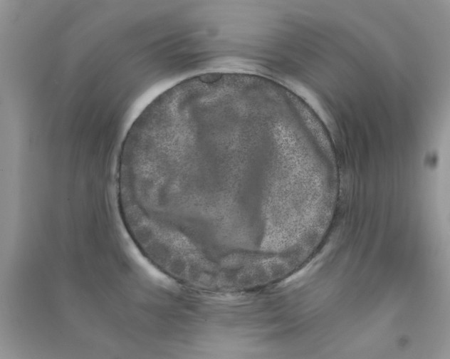 X0000090721387200708171917