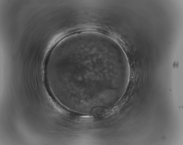 X0000090730053200707271412