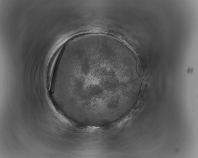 X0000090730055200707271412