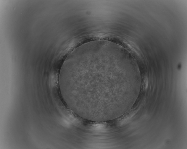 X0000090730236200707271410