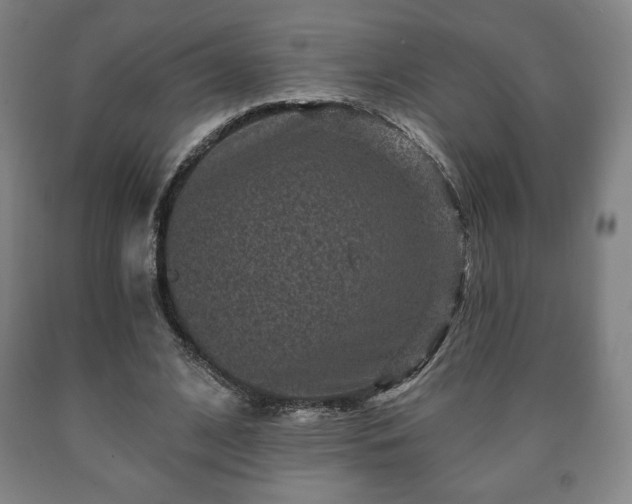 X0000090730584200707271405