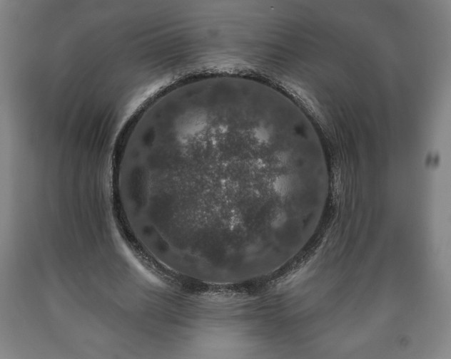 X0000090730630200707271404