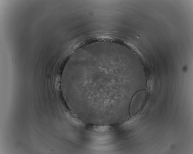 X0000090730671200707271404