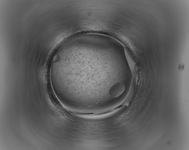 X0000090730680200707271403