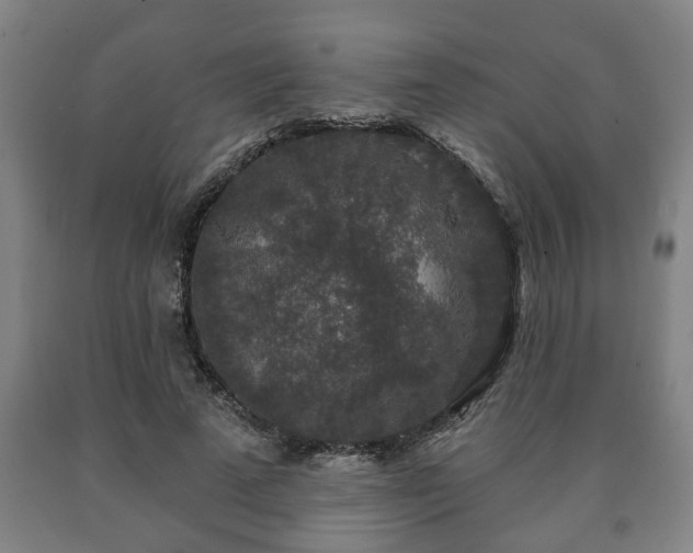 X0000090730689200707271403