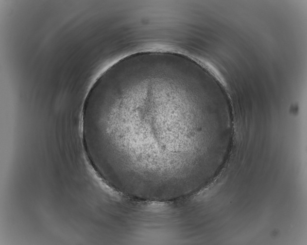 X0000090730839200707271401