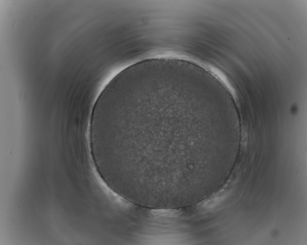 X0000090730863200707271401