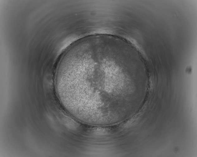 X0000090731266200707271355