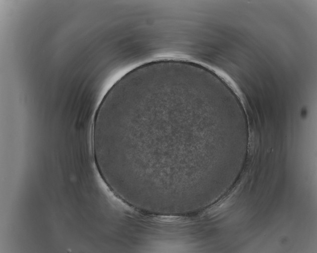 X0000090731295200707271355