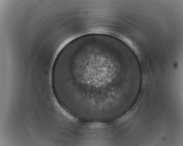 X0000090731331200707271355