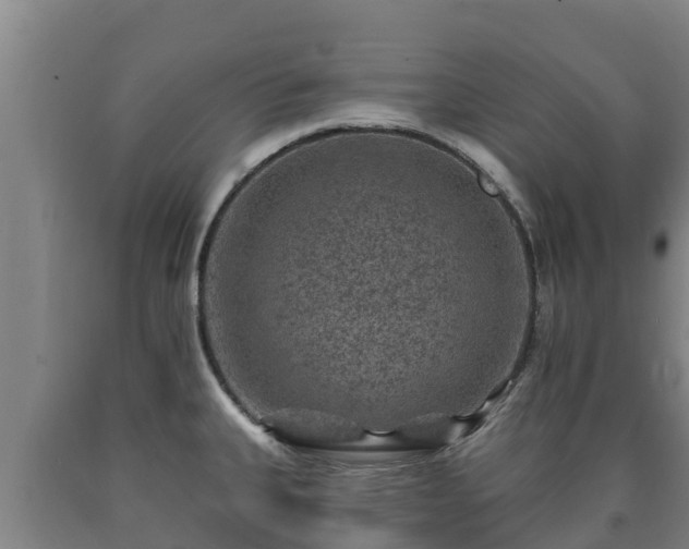 X0000090731335200707271355