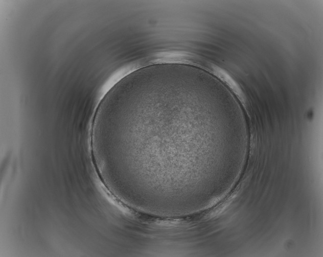 X0000090731386200707271354