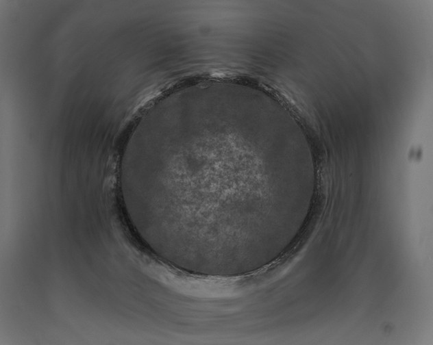 X0000090730032200708031534