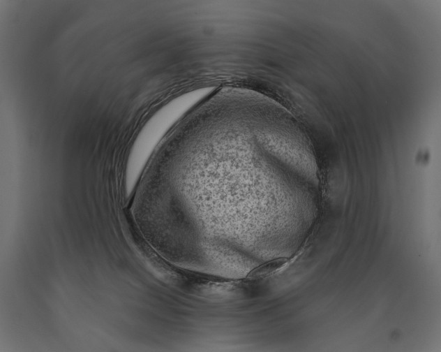 X0000090730086200708031533