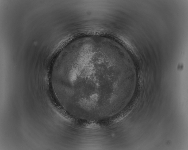 X0000090730258200708031530