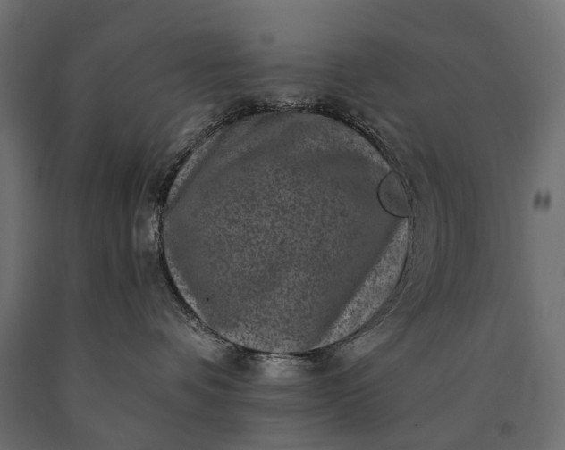 X0000090730336200708031529