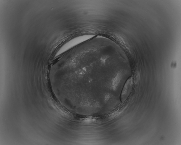 X0000090730366200708031529