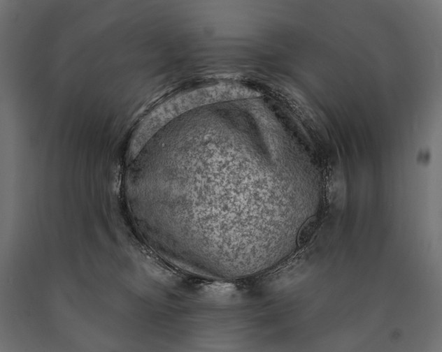 X0000090730374200708031529