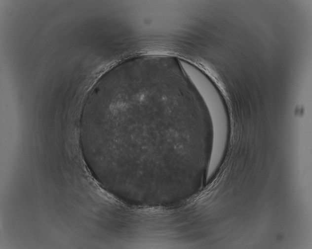 X0000090730385200708031528