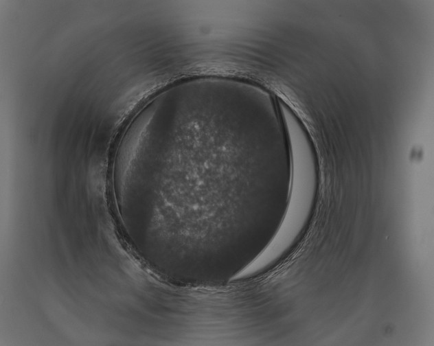 X0000090730434200708031527