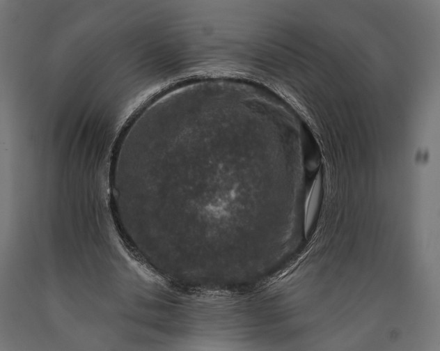 X0000090730438200708031527