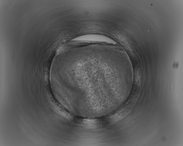 X0000090730457200708031527