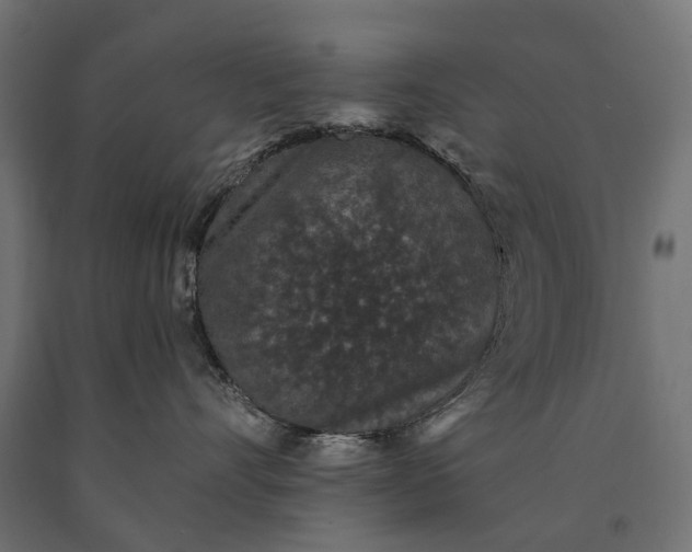 X0000090730528200708031526