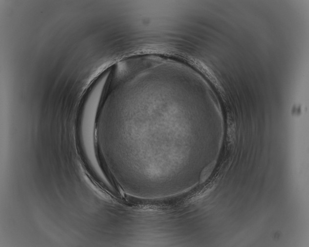 X0000090730530200708031525