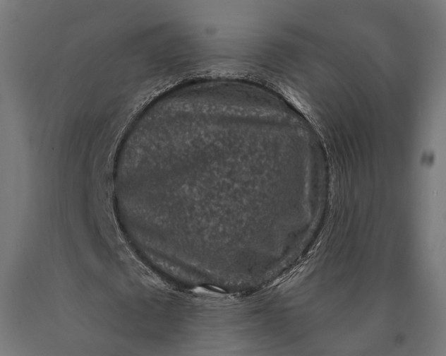 X0000090730673200708031524