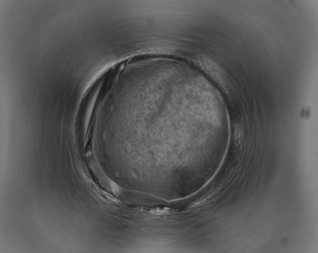 X0000090730676200708031524